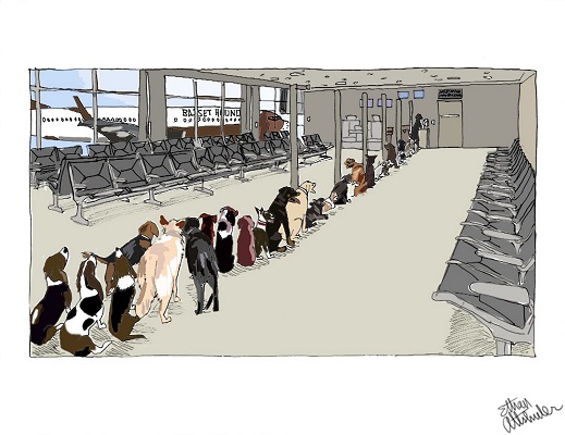 1500xbasset-hound-airlines-dogs-waiting_colored_signed_415dpi